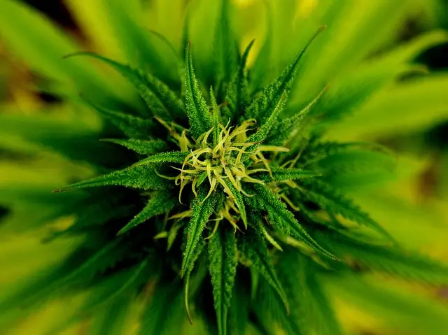Four Reasons Why Marijuana Hurts Spiritual Growth